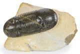 Paralejurus Trilobite Fossil - Atchana, Morocco #341184-3
